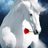 andonetahoxhaj