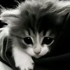 vikaa.negar
