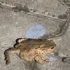 dude_tiktokiscancer