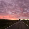 صقر