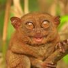 ratatuy_1337