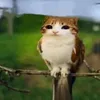 gava_gavchik