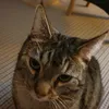 susanne544