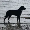 odin_the_black_lab2022