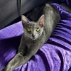 marukittykat