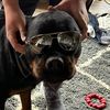 doggos10