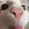 rimuruxoo