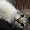catbambam
