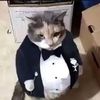 tramvis