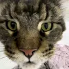 dmitry_334_2.0