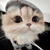 1catmeow_