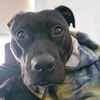 echo_amstaff
