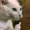 naaaaaaaa228