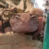 rubi_du