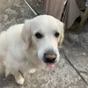 goldenretriver.com