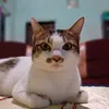 kecepit16