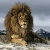 the_fighting_lion