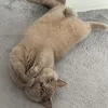 saima_888
