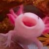 bubblestheaxolotl2