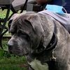 samson_thekingcorso