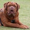 dogueridge