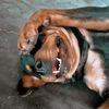 theerottweiler