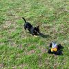mikey_k9raven