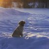 moosedog1626