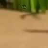 sean_gin1