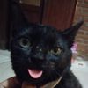 Tama