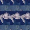 .suciicewepawat