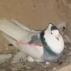 alfatehtheprophet513