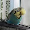 tweety_thebudgie