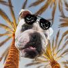 salomonreybulldog