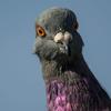 themetapigeon