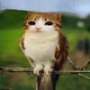 _virall_0