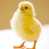 _chicken_29