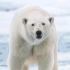 icysnowbears