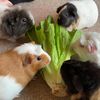 guineapig_family04