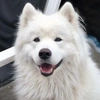 flash.the.samoyed