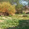 dhulhijra104