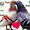 ntlaba_brownie