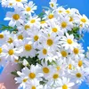 thiembaquan71