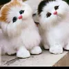 yusum33