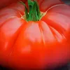 tomato.czsk