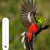 haaalaand___9