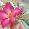 bestoy0045