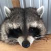 raccoon_rehabber