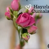 nesli_7237