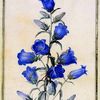 blackbluebells